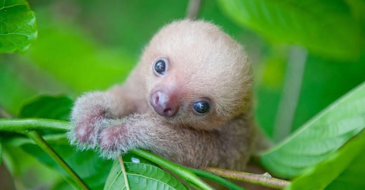  Welcome to The Sloth Institute, the protector of wayward baby sloths.