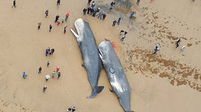 Cuatro ballenas de 500 toneladas aparecieron muertas en la costa inglesa
