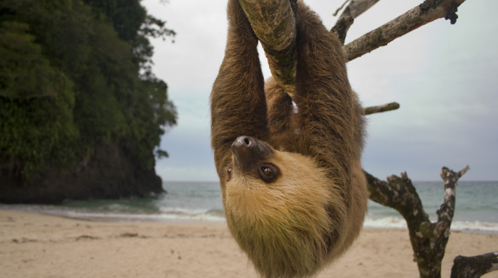 Costa Rica cerrará todos los zoológicos y liberará a cada animal cautivo