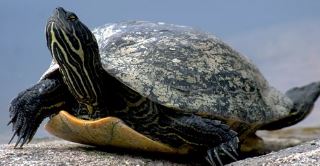 ¿Adoptamos una tortuga de agua? Lo que debes saber