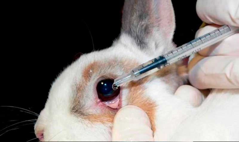 Experimentos con animales: afirman que los testeos ya trascienden la industria cosmética y medicinal