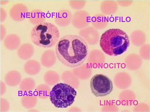  Leucocitos altos, qué significan en la sangre