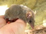 Descubren nueva especie de marsupial: un ninfómano que copula hasta desintegrarse