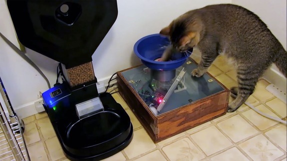 Man's clever contraption lets his cat hunt for dinner