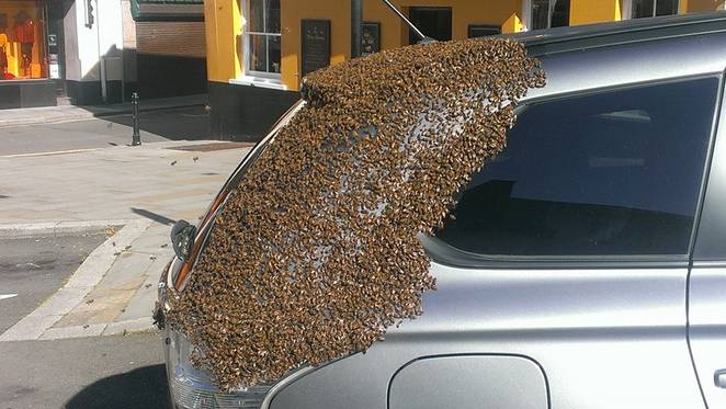 A swarm of bees followed a car for 2 days to rescue their queen trapped inside