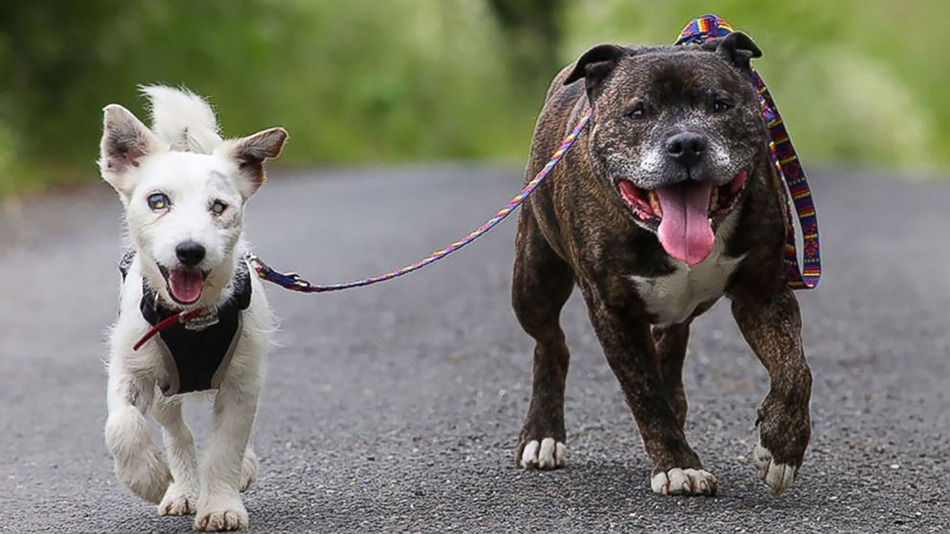 Abandoned dog and his 'guide dog' best friend seek loving home together