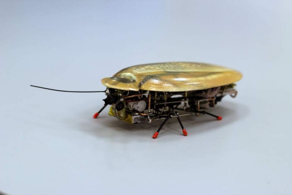Una cucaracha-robot espiará y buscará personas bajo escombros
