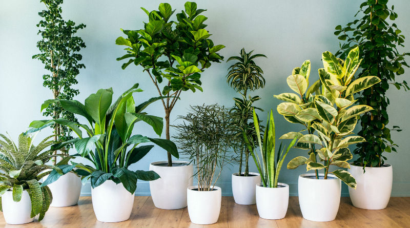 10 trucos para cuidar tus plantas de interior