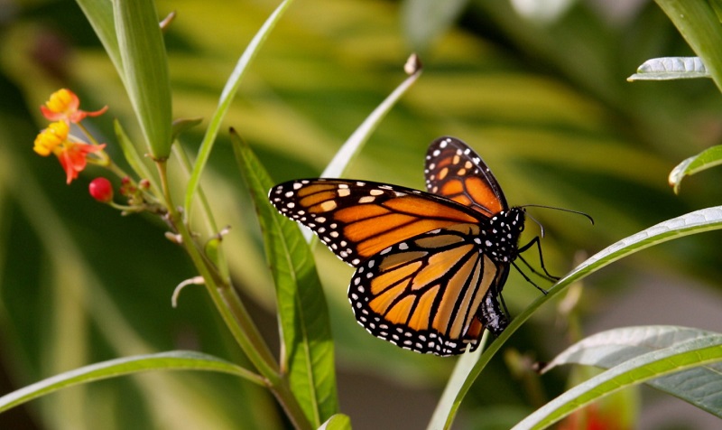 5 amenazas a la migración de las Mariposas Monarca