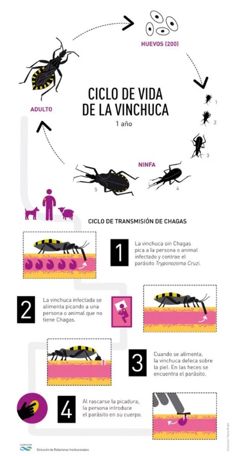 Confirmado: Científicos argentinos crearon una exitosa vacuna contra la enfermedad de Chagas