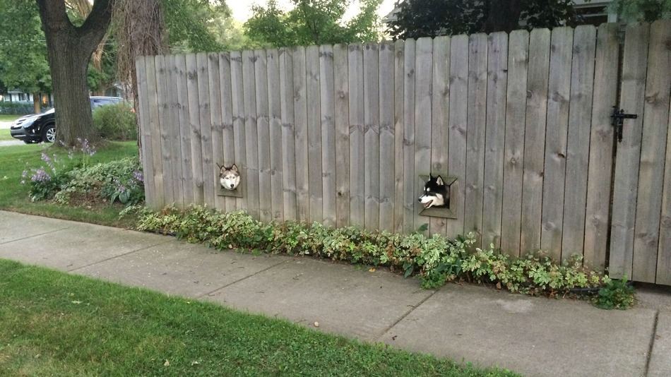 Just two friendly dogs having a friendly chat on this here fence