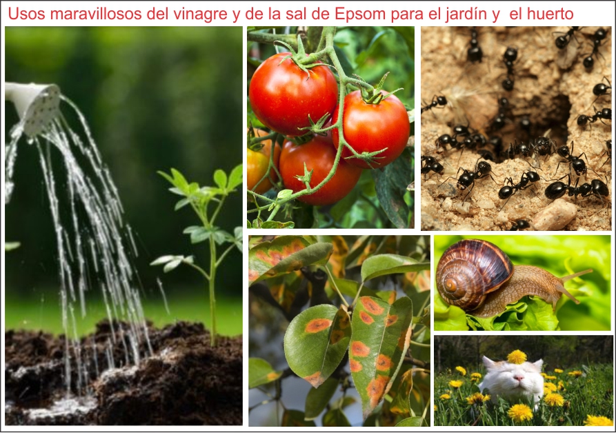  Maravilloso uso del vinagre y la sal Epsom para el huerto y jardín