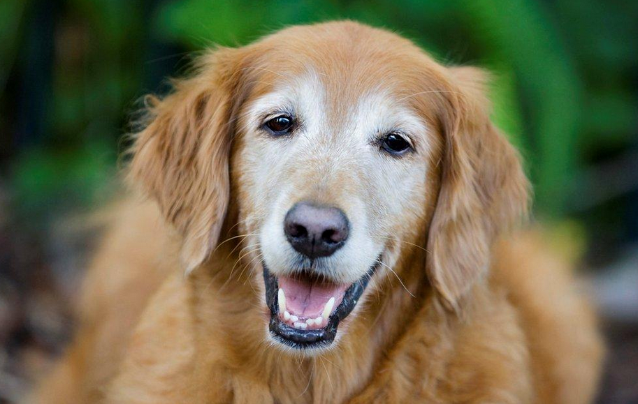 Anti-Ageing Drug Could See Dogs Live Up To Four Years Longer