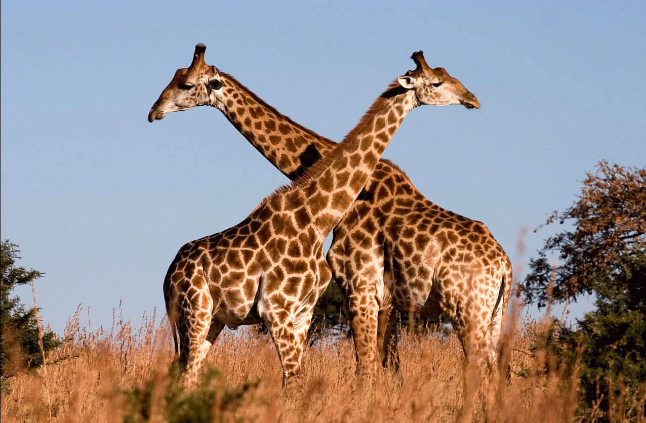 If you believe that just there is one species of giraffe, you are wrong! See here the reason. 