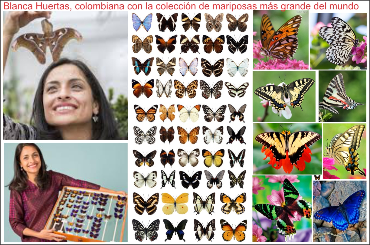 Blanca Huertas, colombiana con la colección de mariposas más grande del mundo