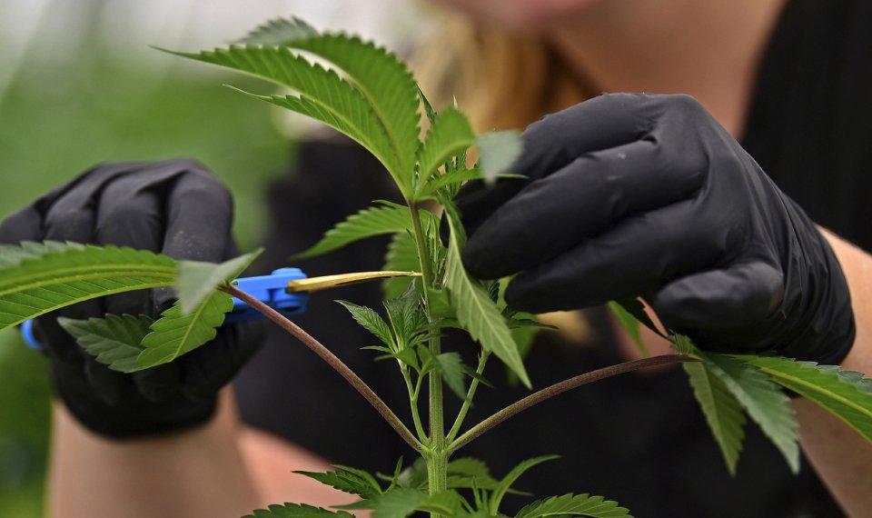Is this plant medical marijuana's competition?