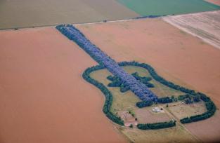 Un enamorado dibujó una guitarra con 7000 árboles 