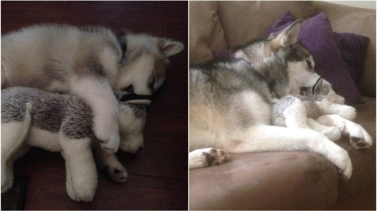 Since She Was A Puppy, This Dog Has Kept The Same Stuffed Toy By Her Side