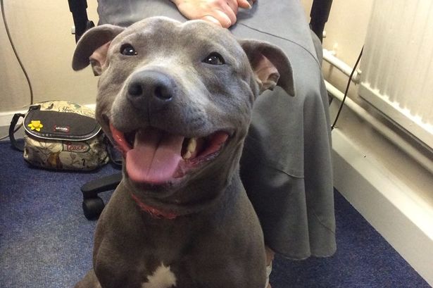 Dog missing for EIGHT MONTHS was found in an airport