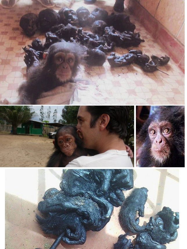 El terror del tráfico de especies en los ojos de un bebé chimpancé