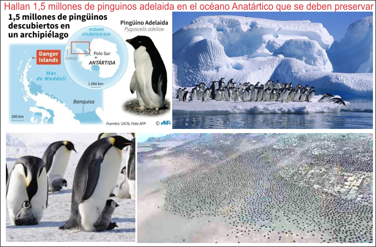 Encuentran más de 1,5 millones de pingüinos adelaida en el océano Antártico