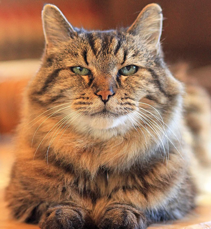 Meet The World   s Oldest Cat Aged 26 Who Was Adopted From A Shelter