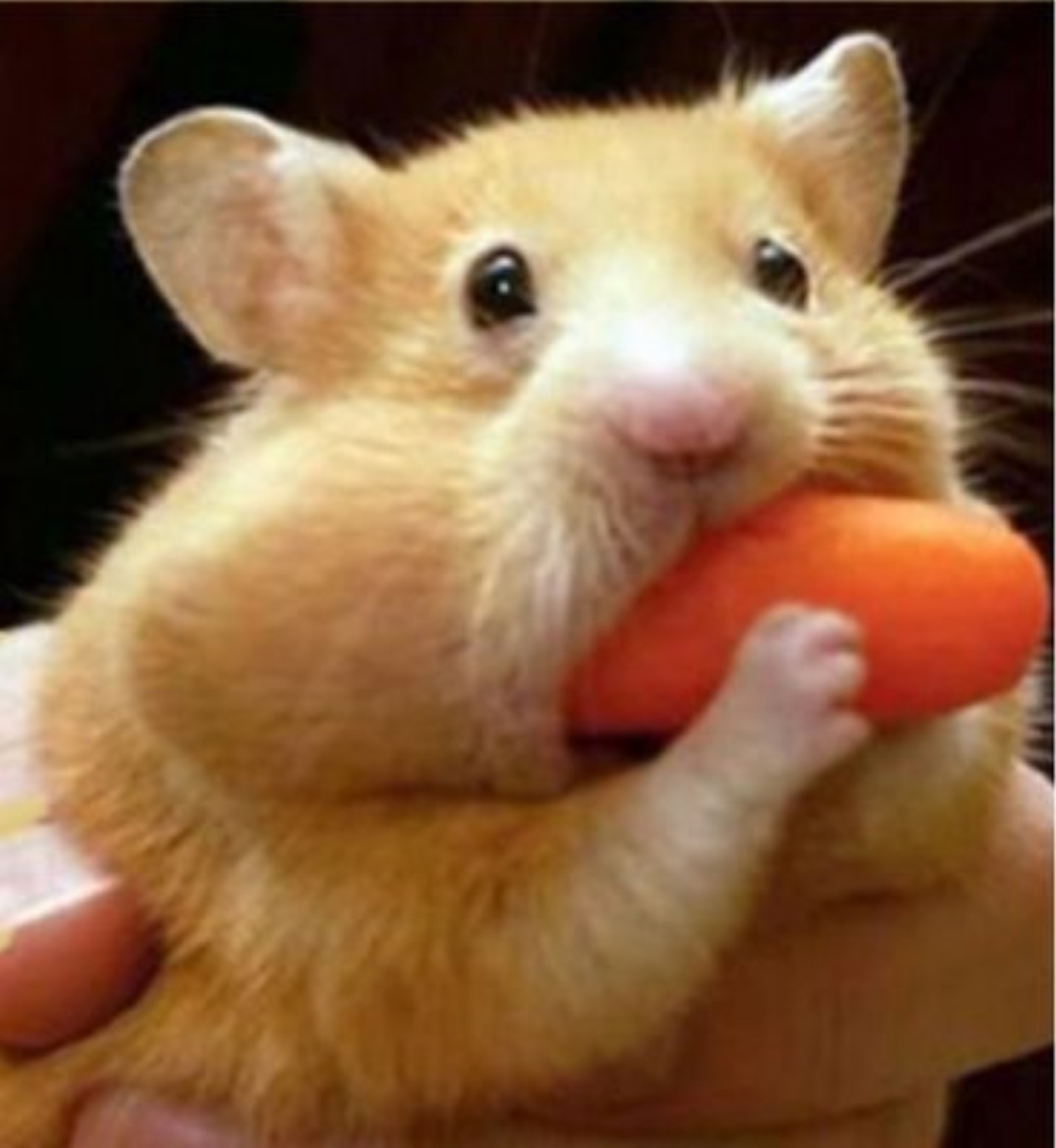 Adorable Japanese Hamster Eating A Carrot Before Sleeping Is Taking Over The Internet