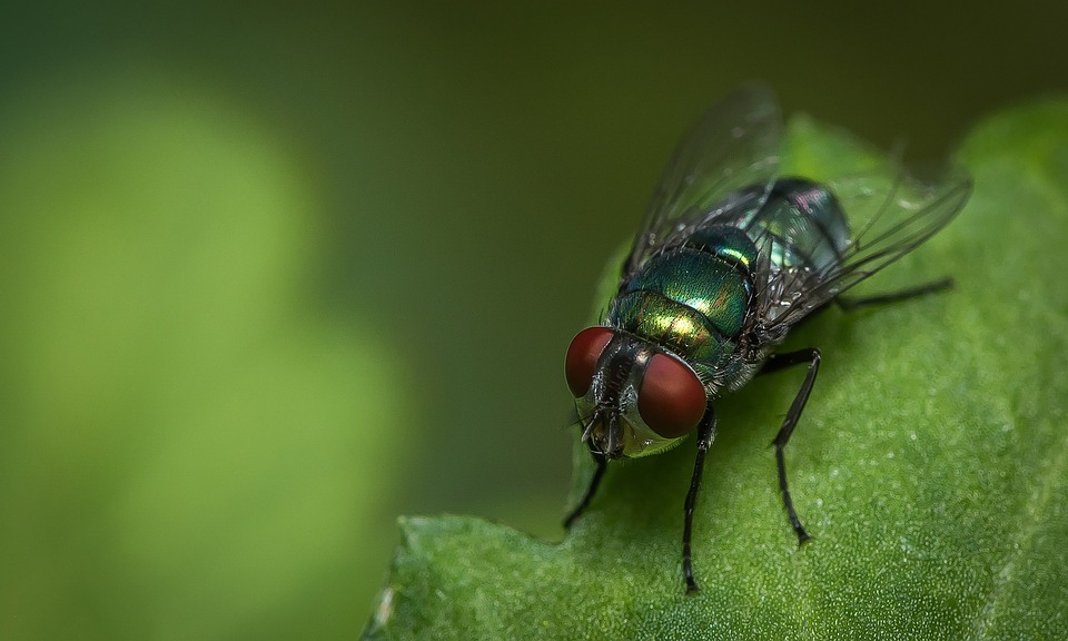  ¿Cuáles son los tipos de moscas que existen?