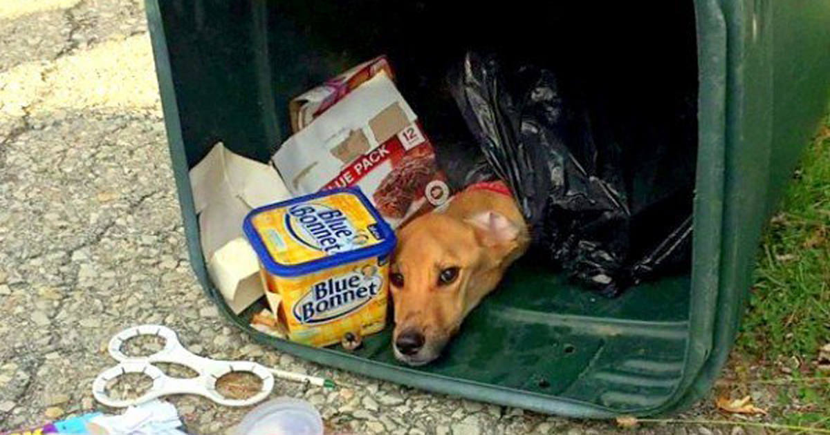 Tiró su perra a la basura para mudarse con su novio, no estaba preparada para lo que sucedió después