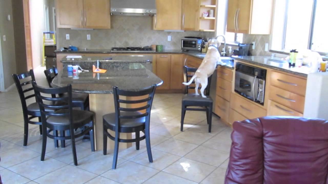 Look what this beagle does when he's home alone 