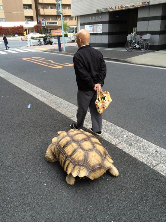 Patient japanese man takes pet giant tortoise out for long walks
