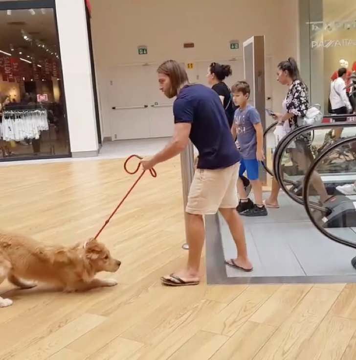 Hombre tuvo que cargar a su perro miedoso de subir escaleras y se hace viral