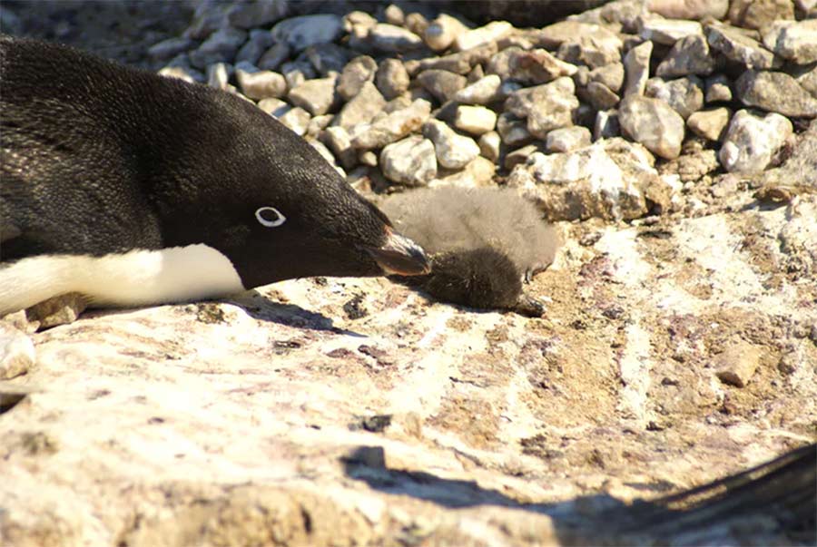 Mueren miles de crías de pingüinos en la Antártida por inusuales niveles en los bancos de hielo 