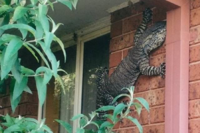 This Monster Sized Lizard Reminds Me Why Never To Live In Australia