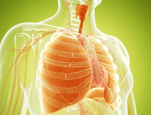Cuida adecuadamente tus pulmones con los mejores remedios naturales