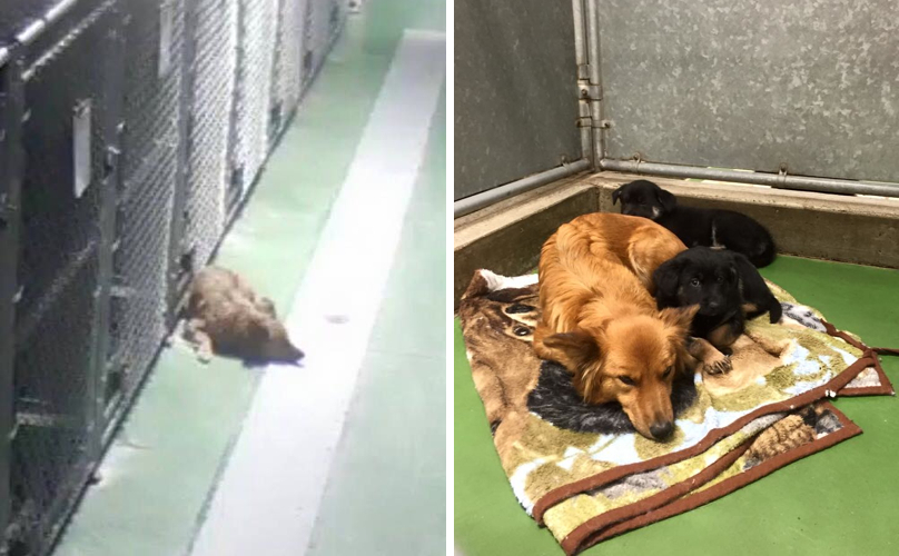 Loving Pup Sneaks Out Of Her Kennel To Cuddle Terrified And Crying Puppies