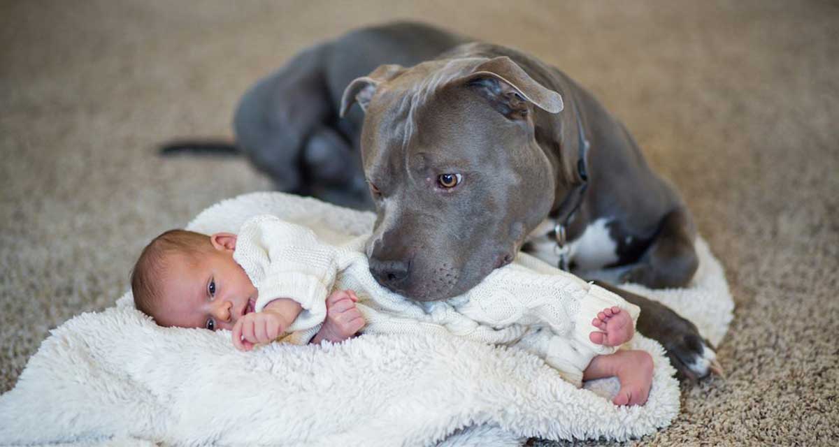 Le dijo a su esposa que el perro tendría que irse al nacer la bebé, pero luego ocurrió esto