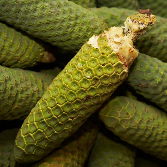 Monstera Deliciosa: This fruit either burns your throat or tastes like a tropical medley.