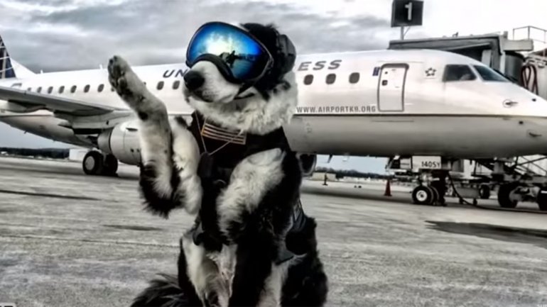 Piper, el empleado canino más famoso de un aeropuerto