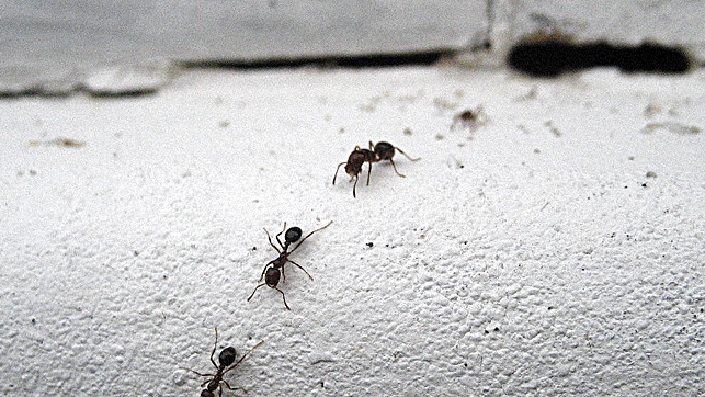 How to get rid of ants immediately: Experts reveal 3 cheap and easy tricks