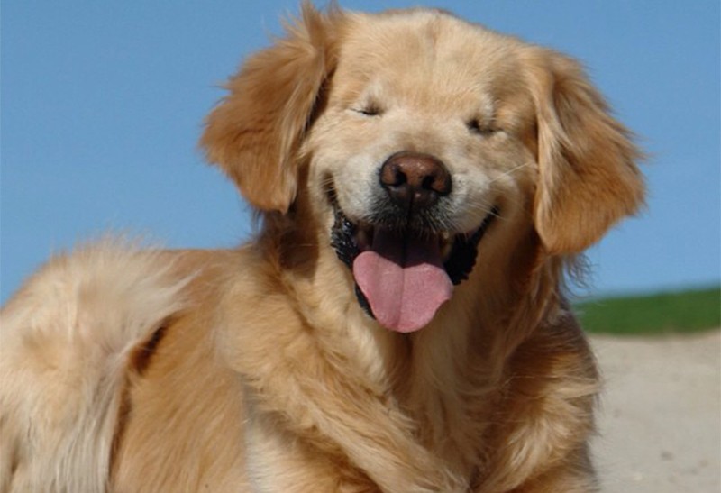 Smiley, el perro que nació sin ojos y ahora ayuda a personas con discapacidad