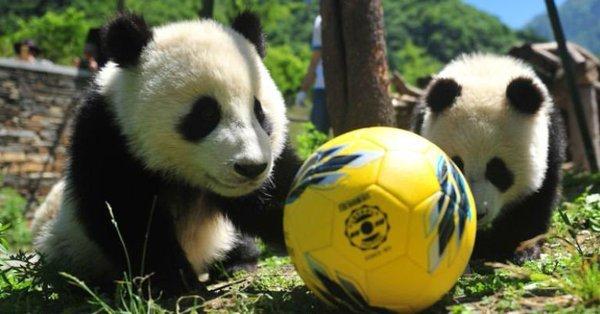 Los osos panda celebran su propio mundial en China