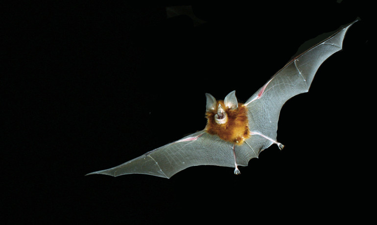 This bat virus could cause the next epidemic