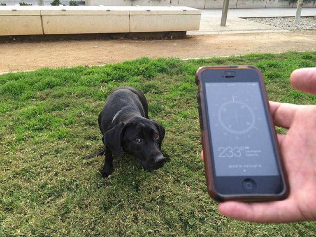 Una aplicación para denunciar las heces de perro sin recoger