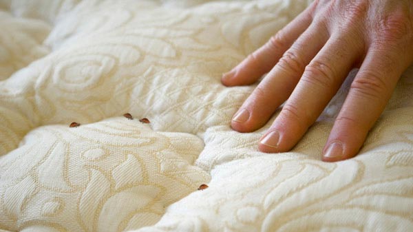 9 ways to get rid of bed Bugs and avoid them (non toxic)