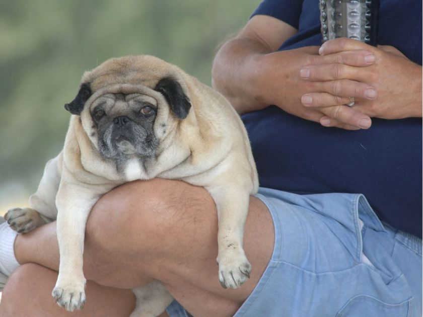 Is your dog fat? Fitness trackers help put fat pets on a diet
