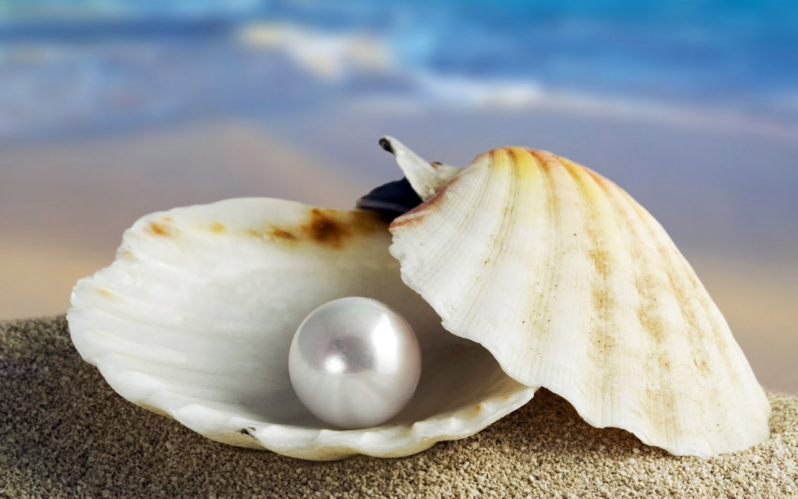 ¿Sabes cómo se forma una preciosa perla dentro de una ostra?