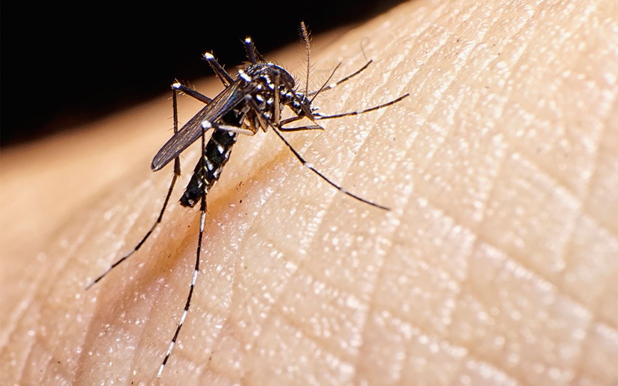 ¡Alert! 10 deadliest diseases caused by mosquitoes