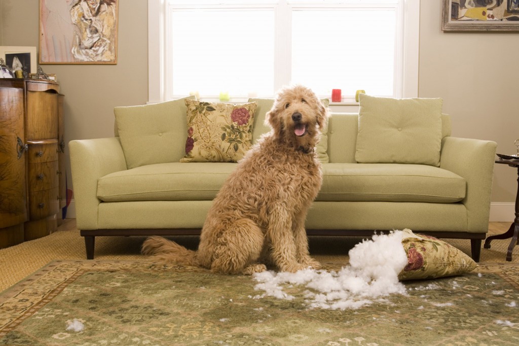 Does your dog freak out when you leave?