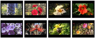 Vídeos de flores y plantas con flores
